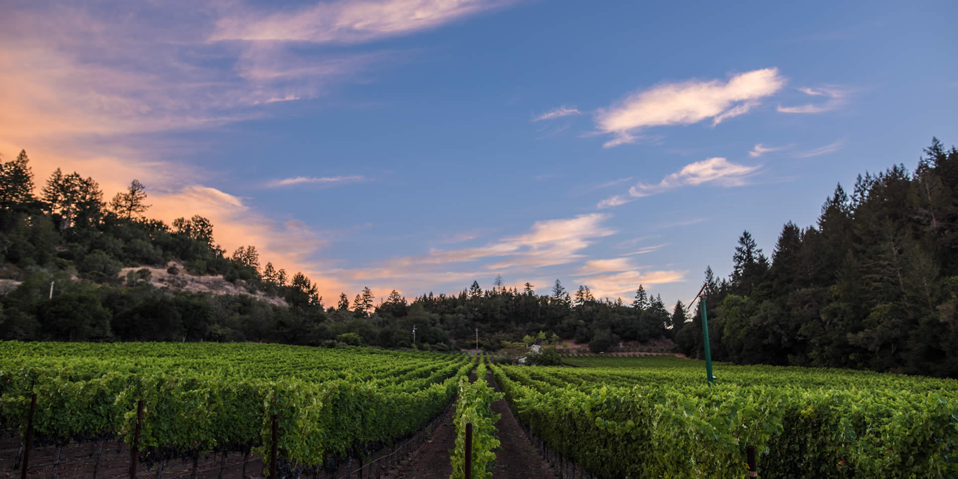 chelsea vineyards wine napa valley california